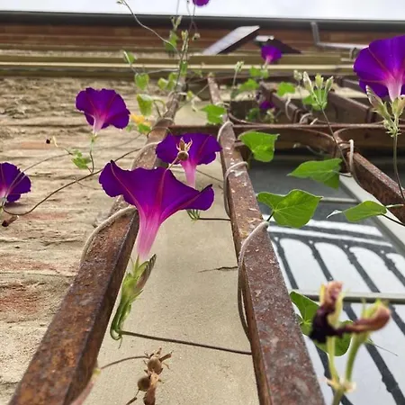 Palazzo Giulia بريزيغيلا