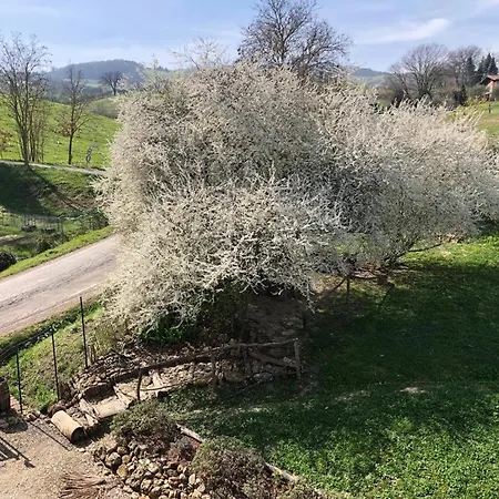 Palazzo Giulia * بريزيغيلا