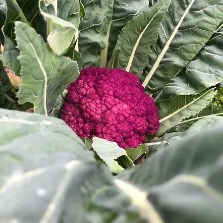 Palazzo Giulia فندق *