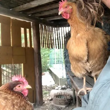 Palazzo Giulia فندق