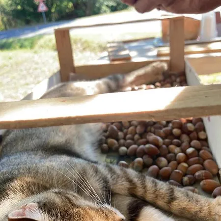 Palazzo Giulia Hotel Brisighella