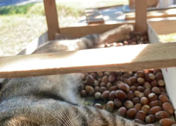 Palazzo Giulia Hotel Brisighella