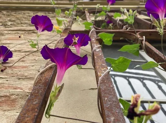 Palazzo Giulia Brisighella