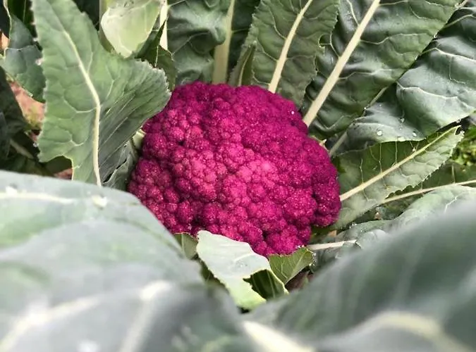 Palazzo Giulia Hotel *