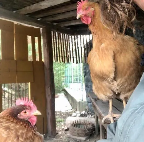 Palazzo Giulia Hotel